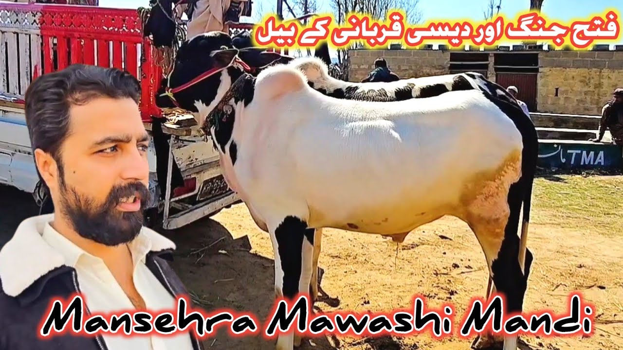 Ramzan Second Mandi | Mansehra Mawashi Mandi Update | Latest Update #mansehramandi #sktv27 #cow 