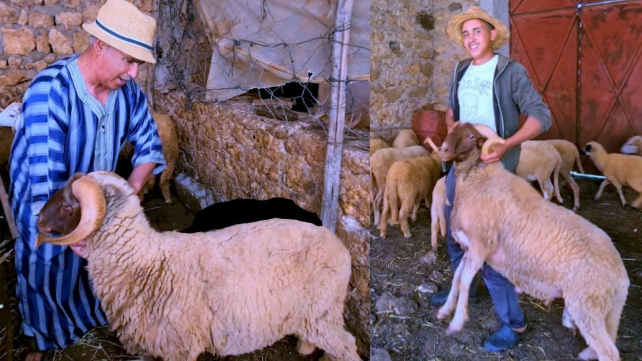 استعدادا لعيد الأضحى... عزل الحولي من قطيع الغنم بمزرعة لالة حادة