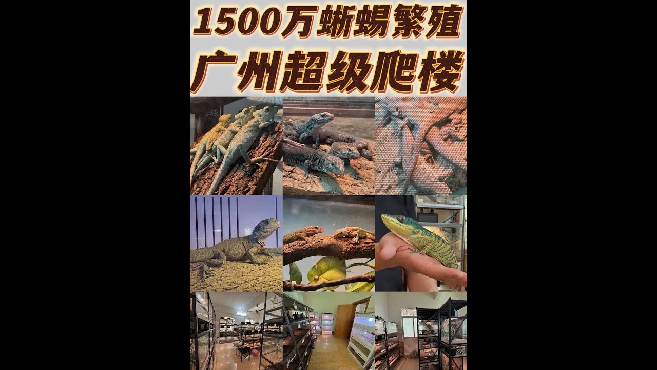 1500万蜥蜴繁殖 广州超级爬楼 #爬宠 #蜥蜴 #宠物 #宠物行业 #宠物业观察员