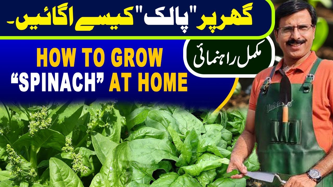 How to grow Spinach at home | Gardening With Javed Iqbal