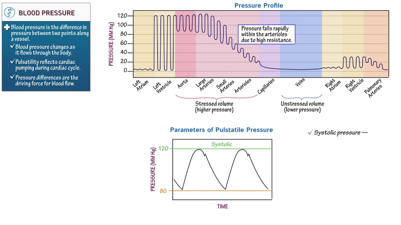 Blood Pressure - Physiology
