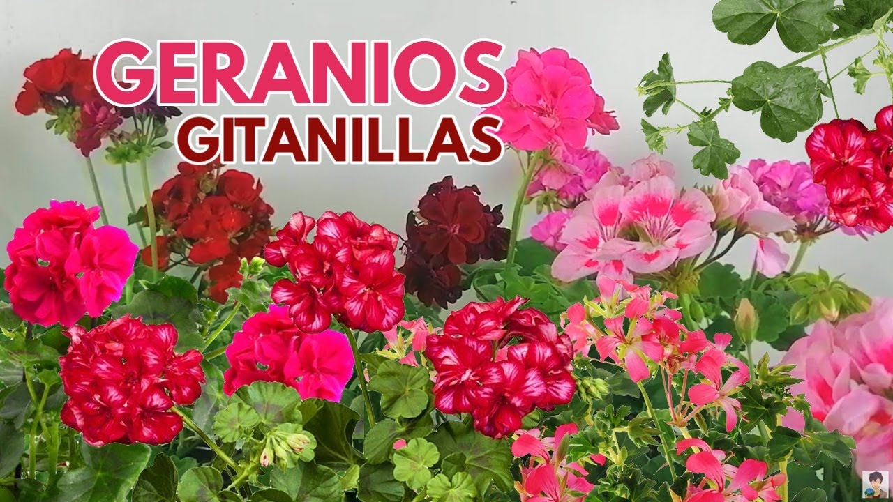 geranios gitanillas CHUYITO JARDINERO