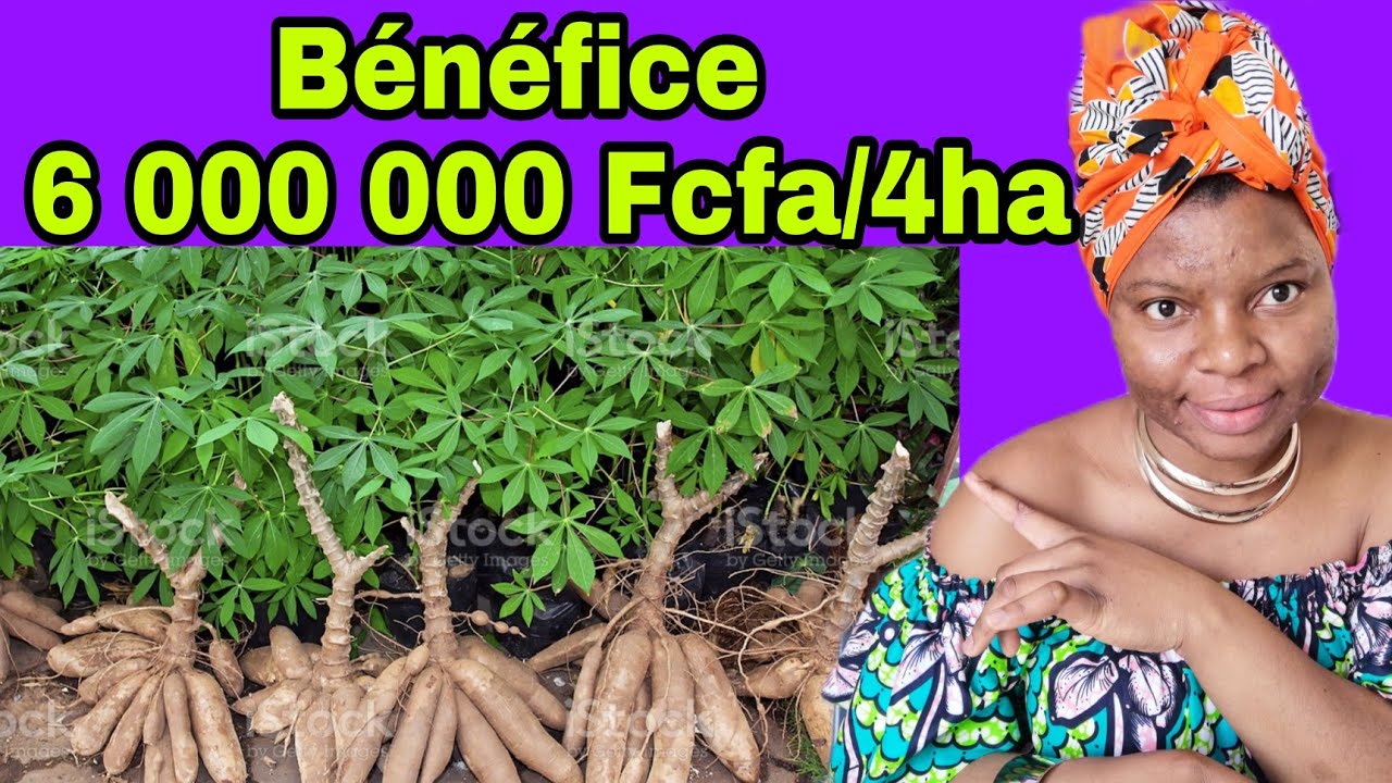 Compte d'exploitation du manioc sur 1ha | Bénéfice : Plus de 1 500 000 FCFA/ha, soit plus de 6M/4ha
