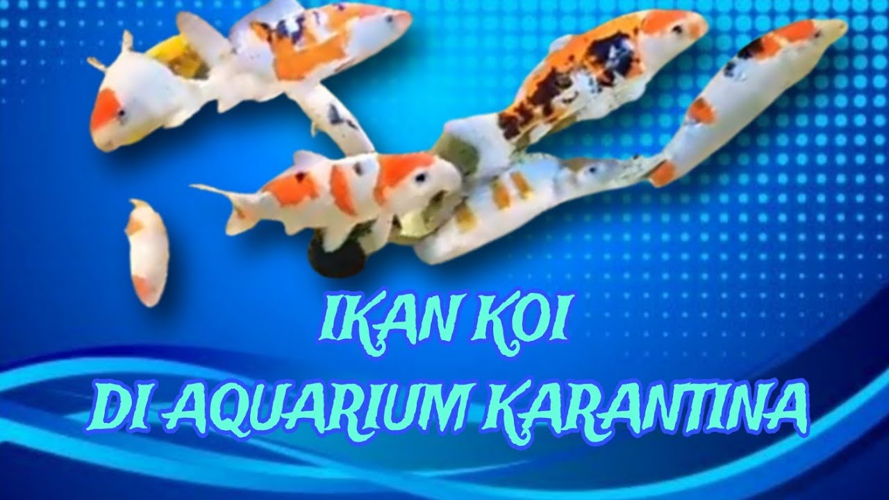 REVIEW IKAN KOI IMPORT DI AQUARIUM KARANTINA