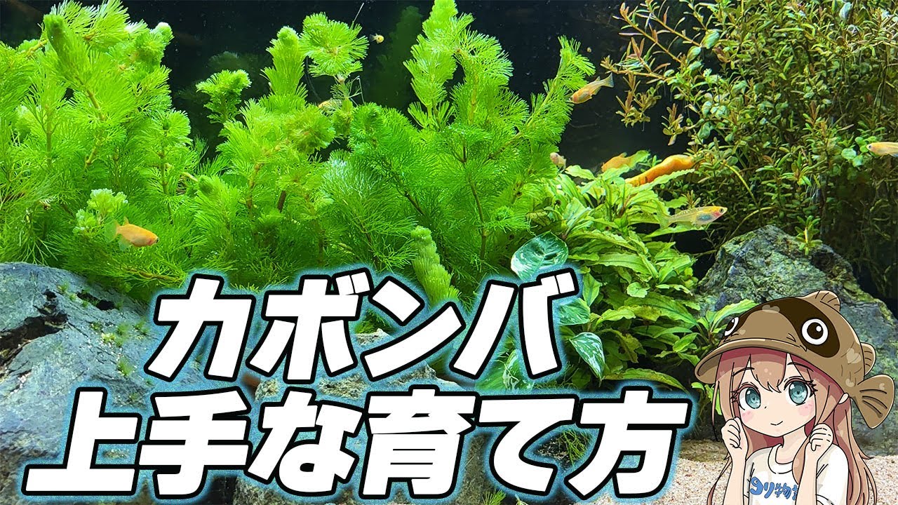 カボンバの上手な育て方・増やし方！
