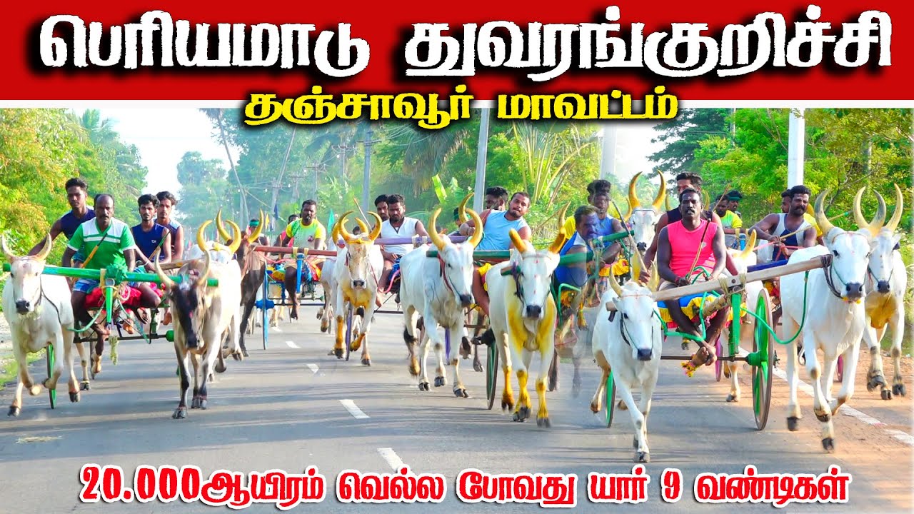 துவரங்குறிச்சி பெரியமாடு பந்தயம் 12.09.2025#reklarace #periyamaadu