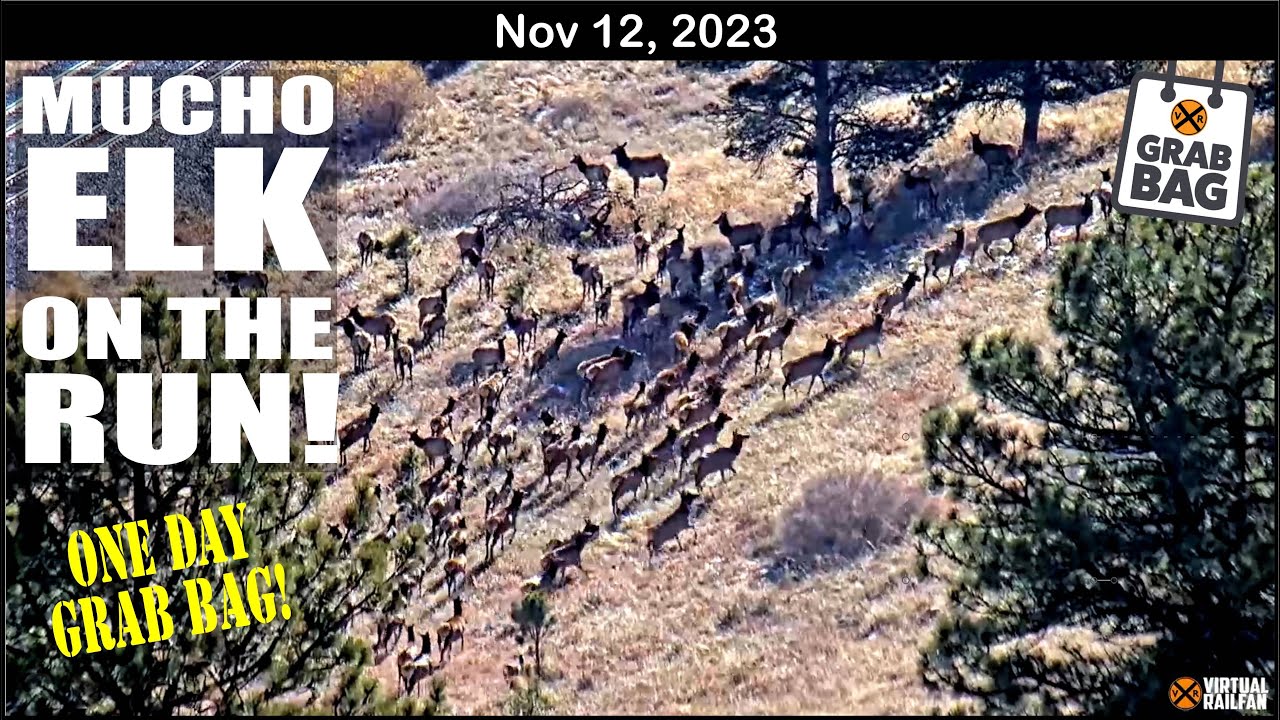 MUCHO ELK ON THE RUN! REVY THE BEAR WATCHES THE TRACKS, ONE DAY GRAB BAG!