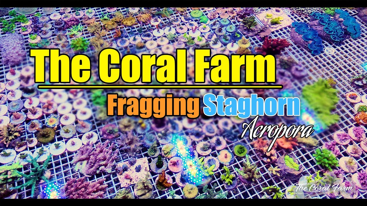 Fragging Staghorn Acropora Coral