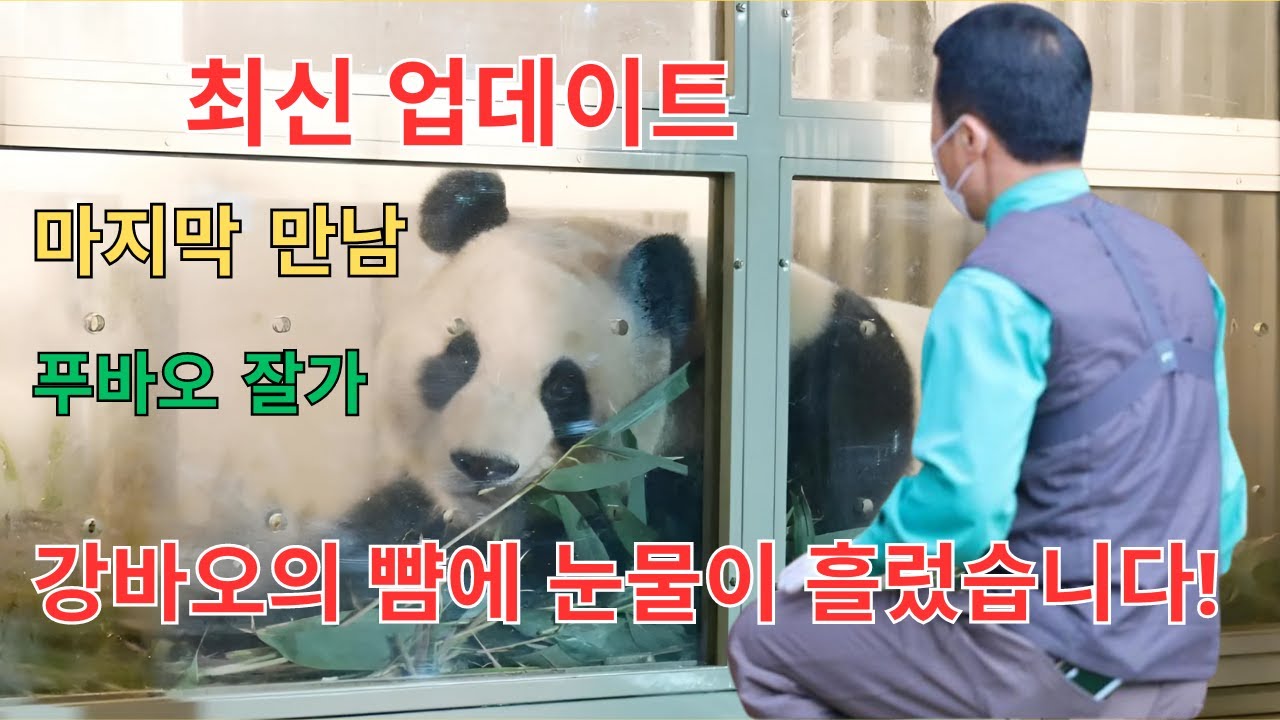 중국에 있는 푸바오 💦 강바오가 마지막으로 푸바오를 만나러 와서 작별 인사를 하고 목이 메었는데 💦 강바오는 푸바오 의 새 거주지에 대해 뭐라고 말합니까?