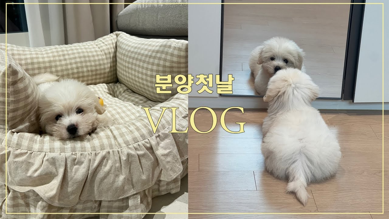꼬똥 드 툴레아 입양 Vlog 🐶 / 7개월의 기다림 / 꼬똥입양, 한국꼬똥켄넬