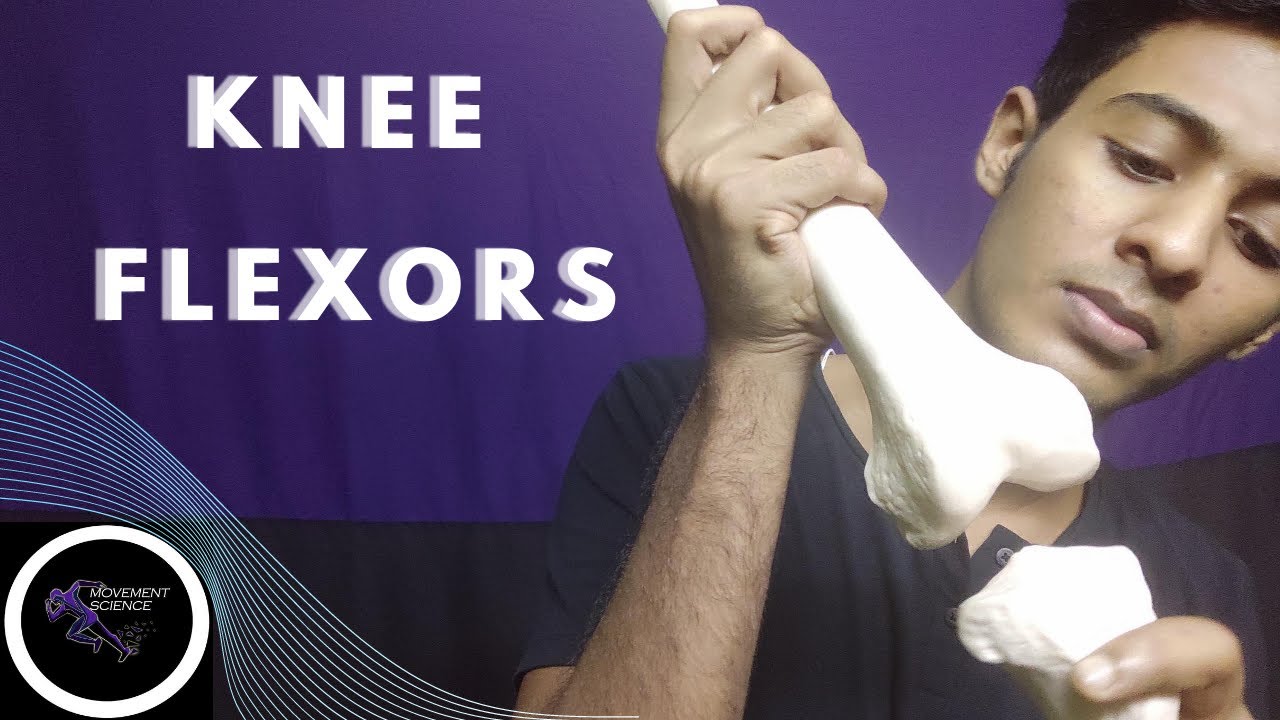 KNEE FLEXORS -KNEE JOINT KINETICS (KNEE COMPLEX BIOMECHANICS) PHYSIOTHERAPY TUTORIALS