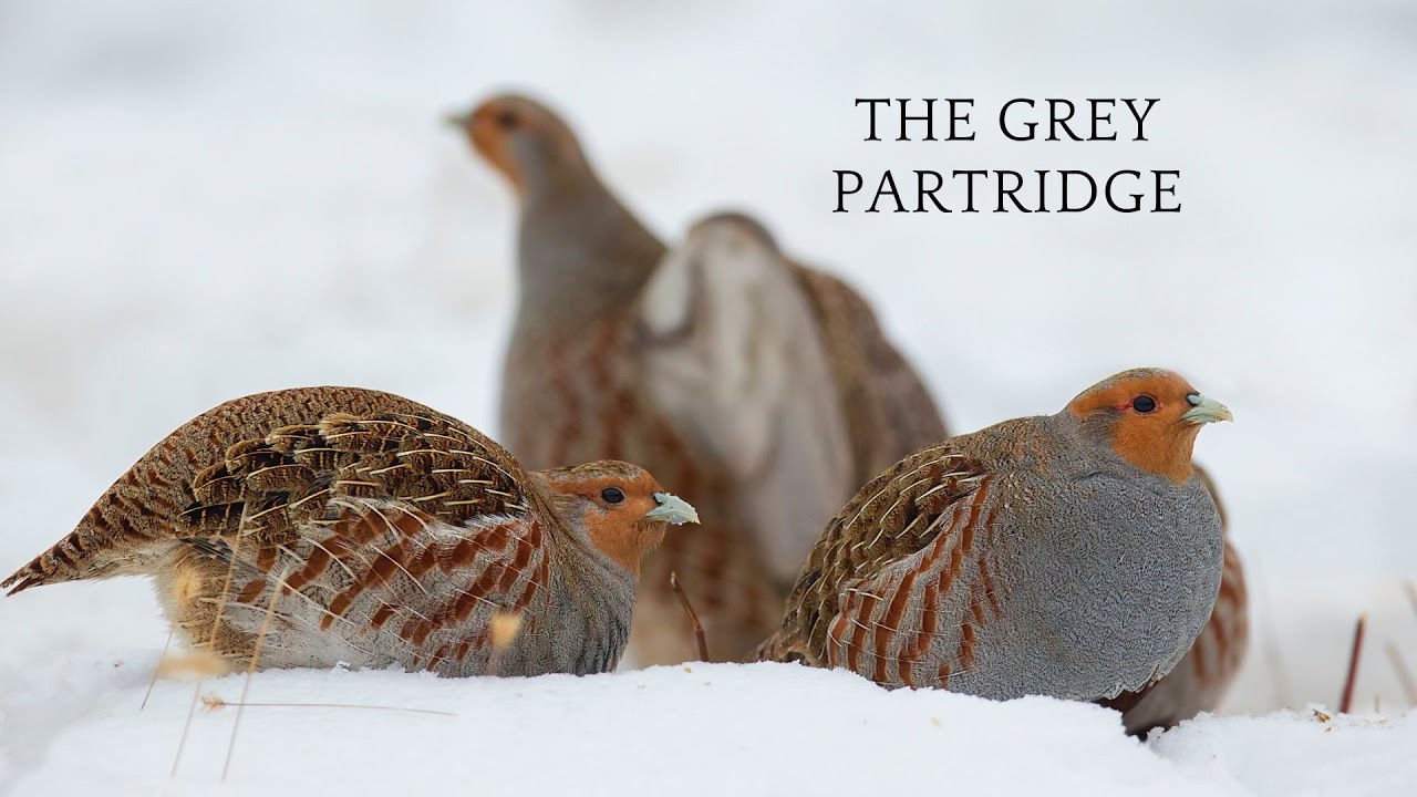 Grey partridge
