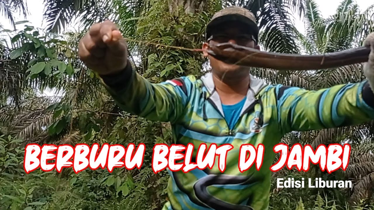 BELUT GANAS DI KEBUN SAWIT||BANGKO CITY