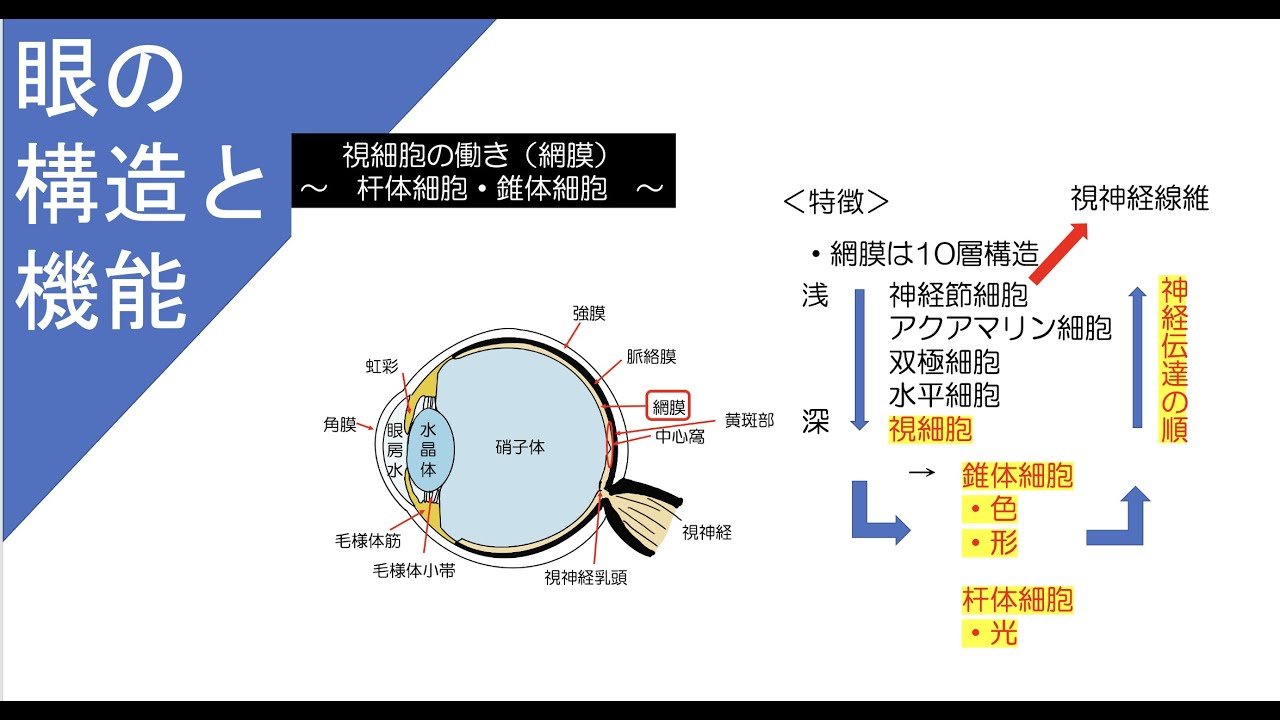 【眼の構造と機能についてわかりやすく解説】解剖学・生理学