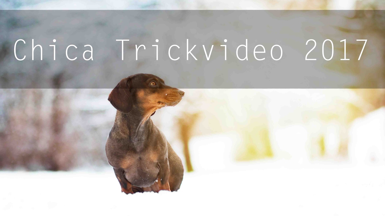 Dachshund Tricks | Dachshundchica