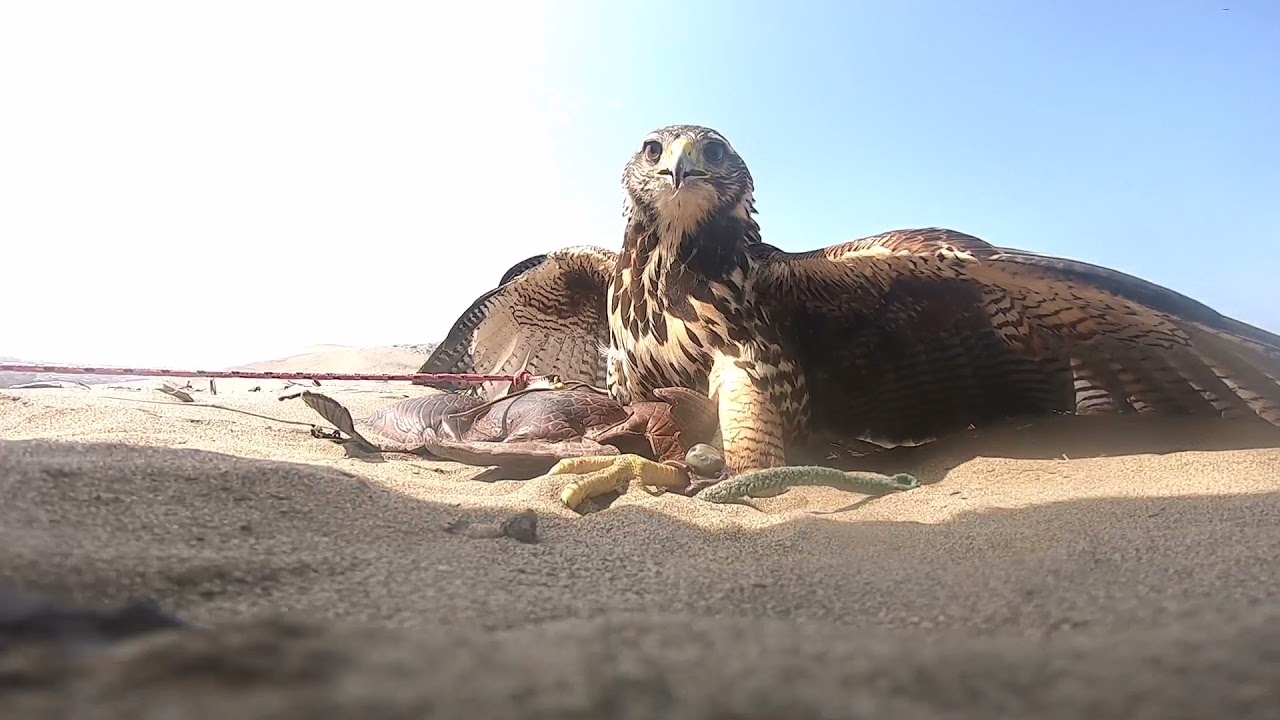 Cetrer&iacute;a Per&uacute; - Gavil&aacute;n Ac&aacute;nelado a Palomas/ Harris Hawk hunting doves