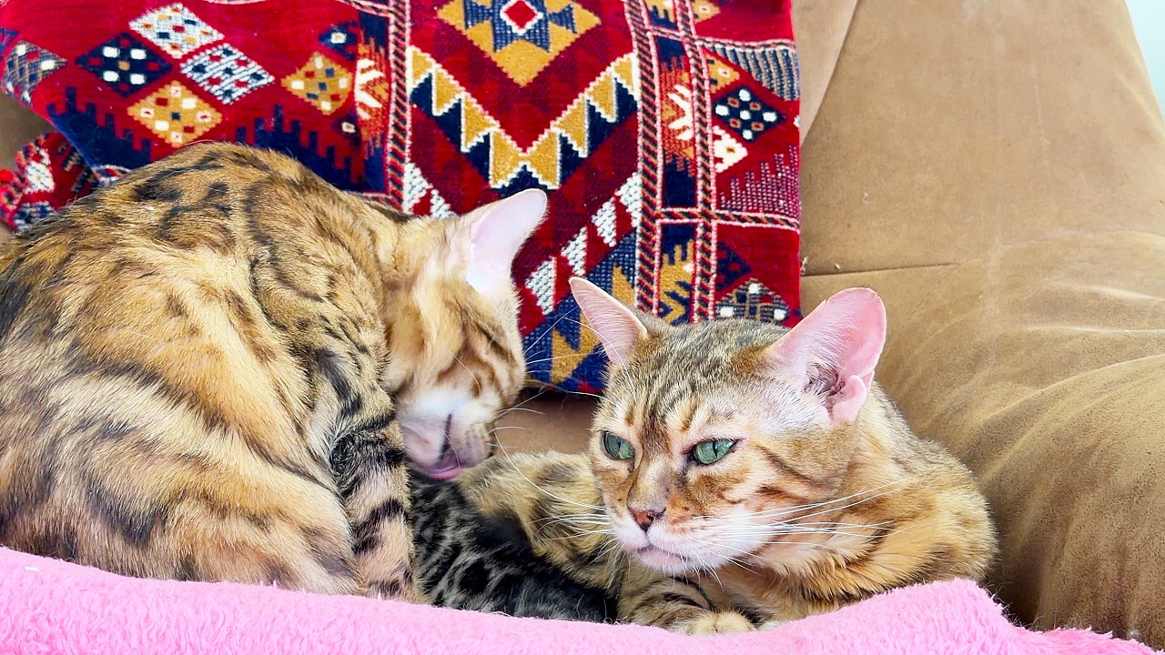 Happy cats took a kitten from a dog in Africa. Счастливые кошки забрали себе котенка у собаки Африки