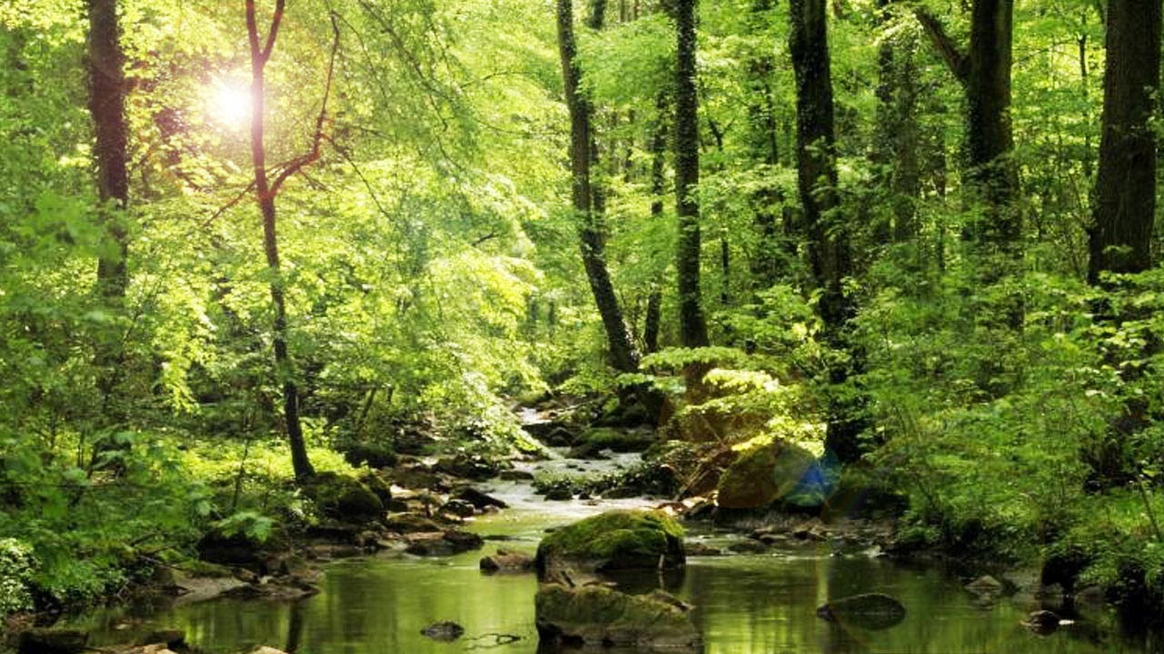 Chants d'oiseaux et ruisseau paisible, for&ecirc;t merveilleuse, zen, sons nature, relaxation, cours d'eau