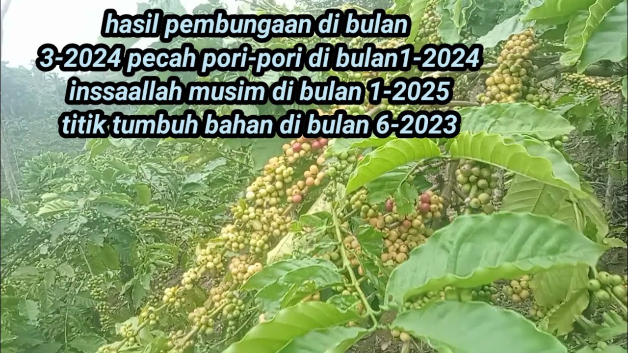 cara menyimpan bahan untuk panen di luar musim dan bertahap