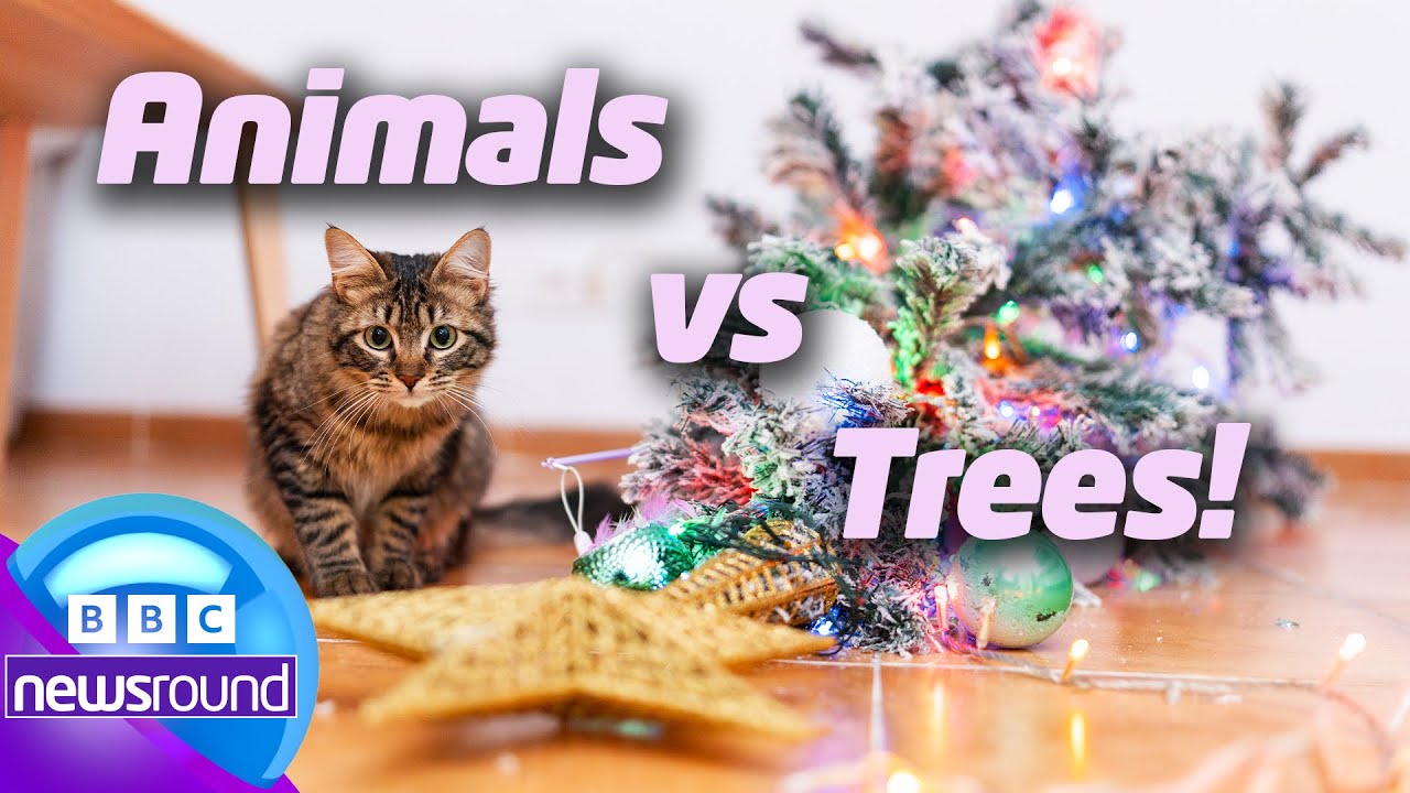 Animals vs. Christmas Trees! | Newsround | News For Kids