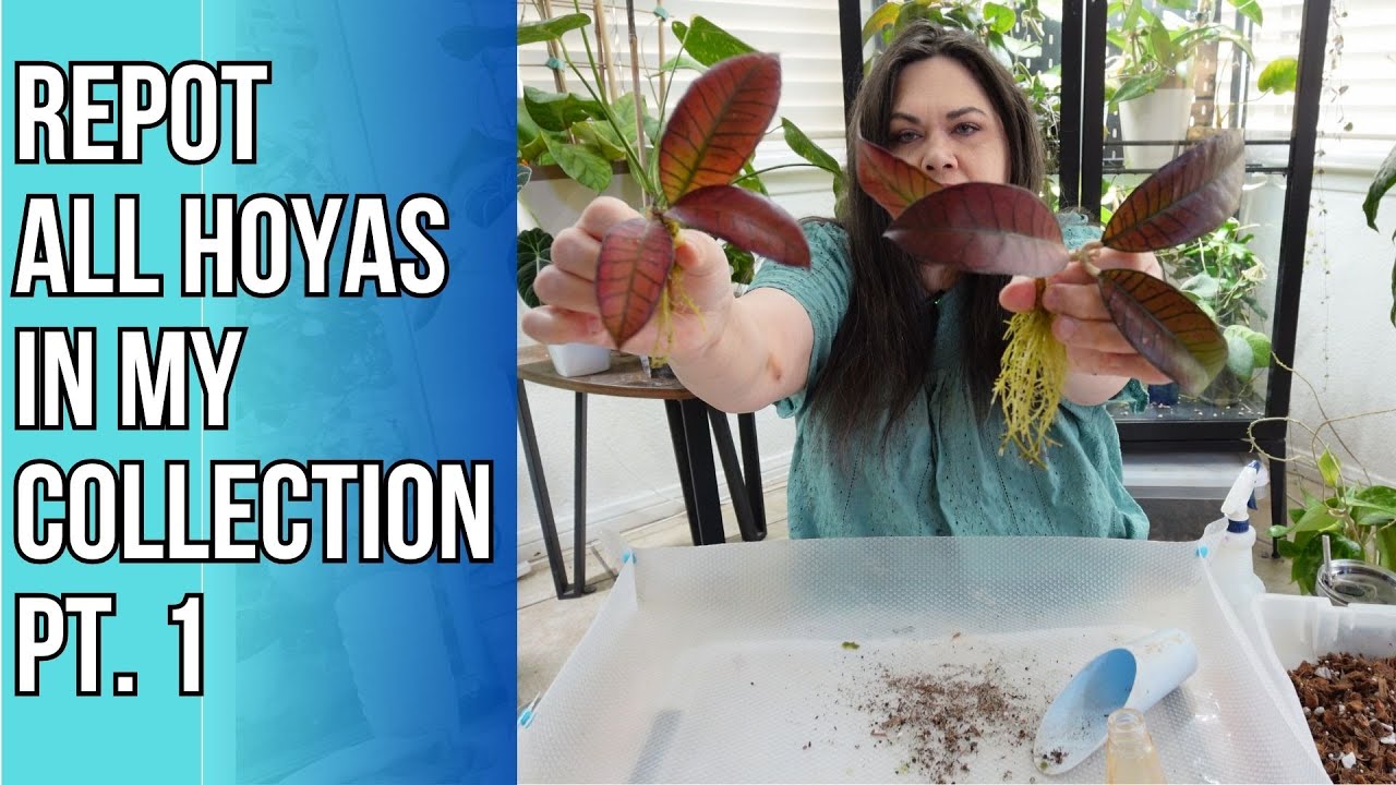 Massive Repot of My Entire Hoya Collection Part 1: Cuttings