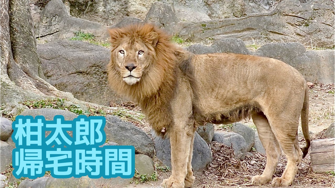 ライオン　柑太郎くん　時間通りに帰宅します【とべ動物園】Lion Kantaro-kun Tobe Zoo 