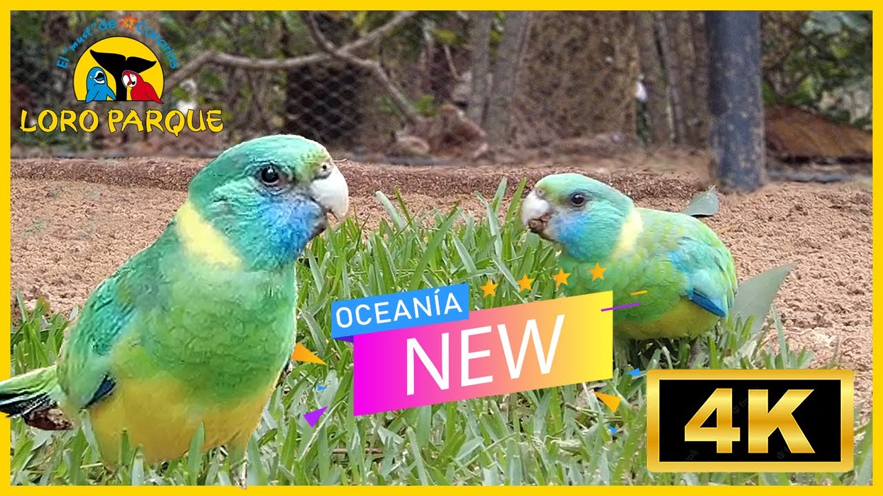New!!! Loro Park, Ocean&iacute;a - Parrot Paradise, 4K