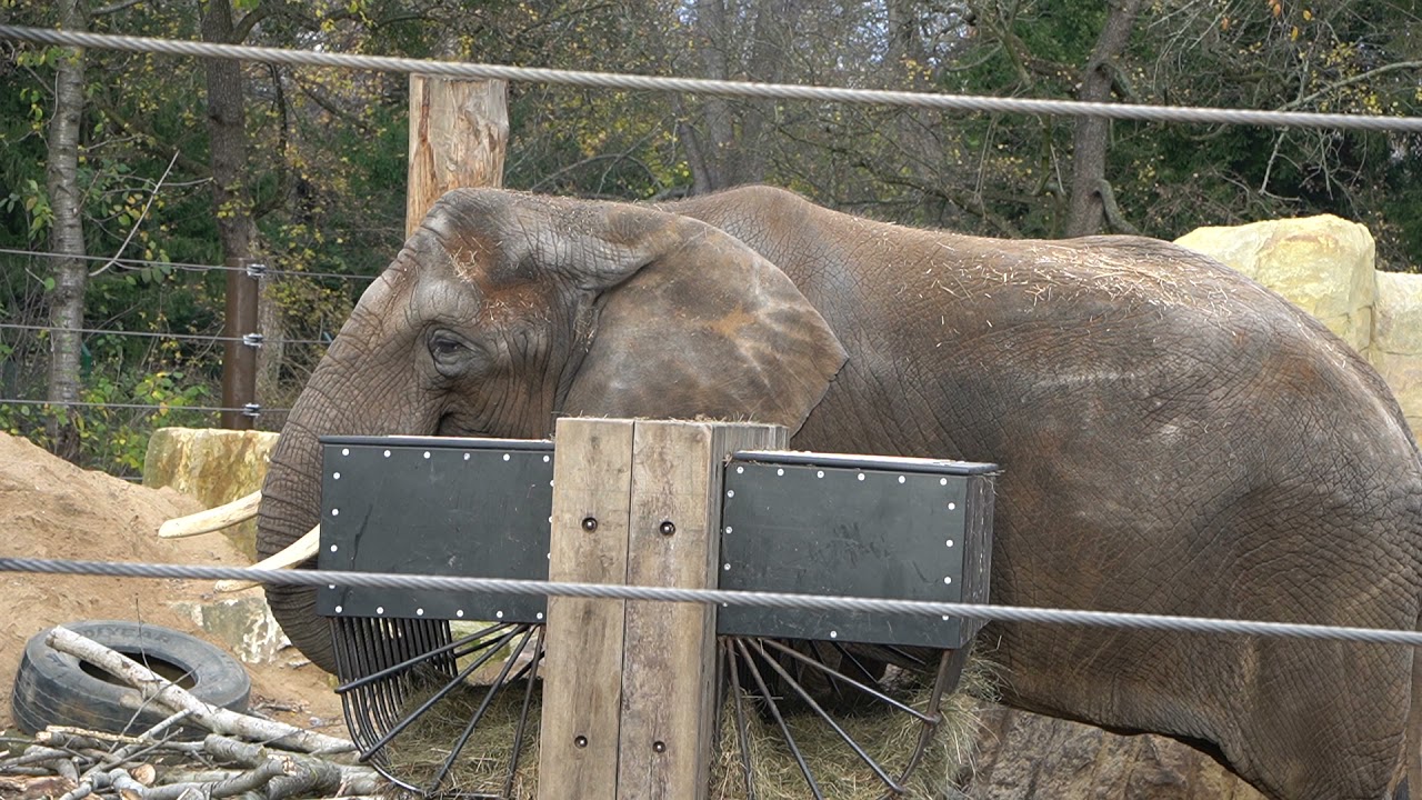 Dresdner Zoo 13.11.2021  Afrikanische Elefanten