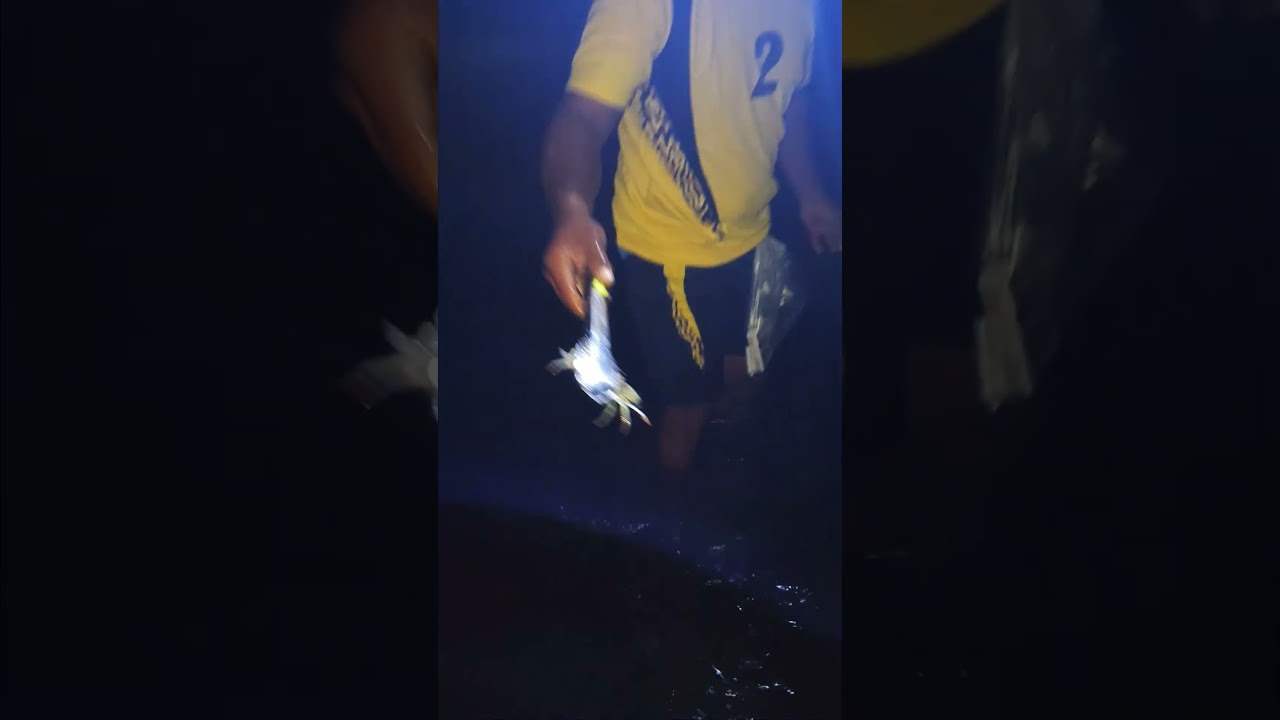 Sulo | cari kepiting part 9 