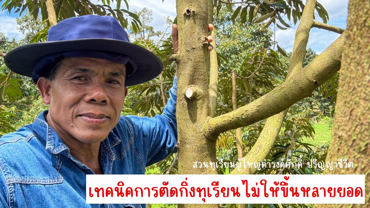 เทคนิคการตัดกิ่งทุเรียนไม่ให้ขึ้นหลายยอด | EP.189