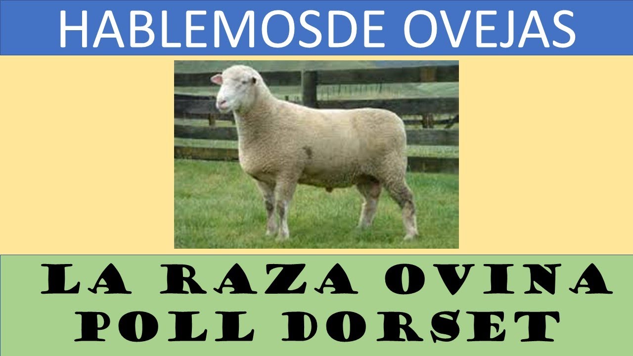 La sorprendente raza de ovejas Poll Dorset