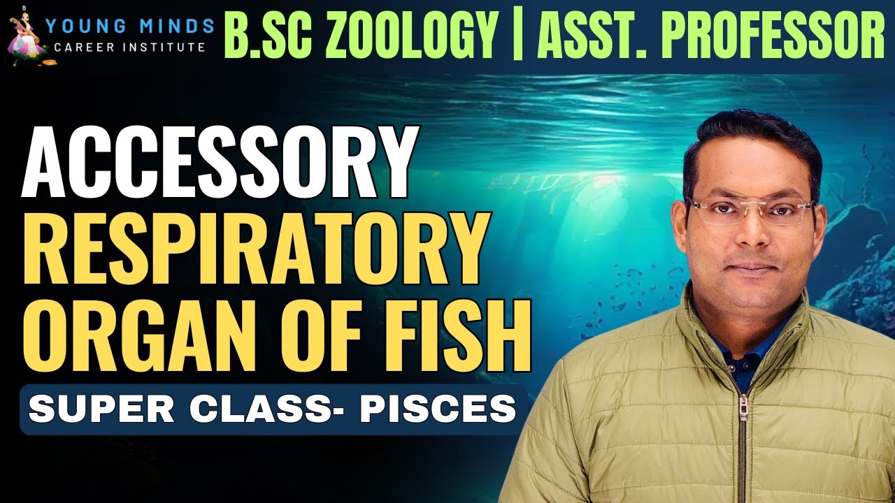 Accessory Respiratory Organ in Fish | B.Sc Zoology | Asst. Professor