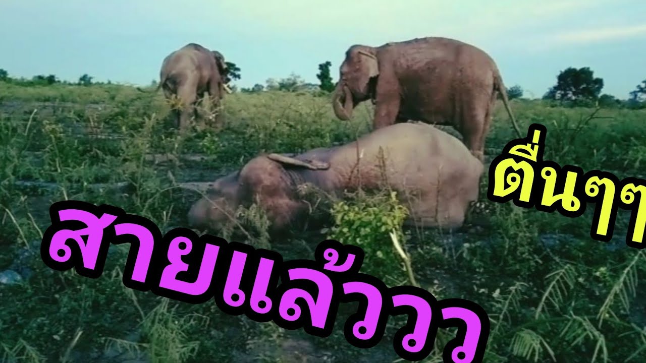 บรรยากาศยามเช้าสดชื่นแจ่มใส ฟินนนจนช้างนอนไม่อยากตื่น แก้วตานอนขี่เซา