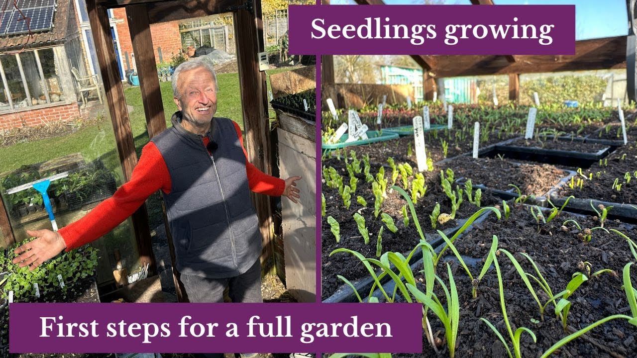 Seeding and seedlings in early spring
