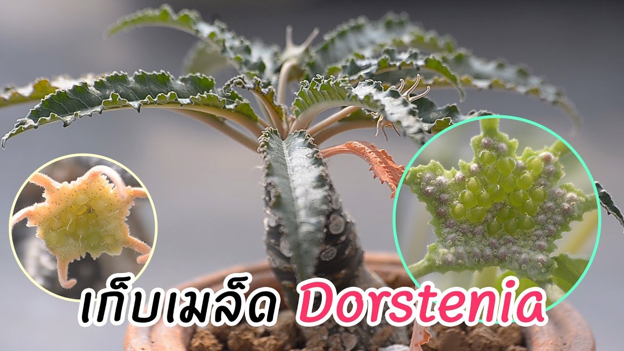 Dorstenia มะพร้าวทะเลทราย ที่ผมมี และแนะนำวิธีการเก็บเมล็ดครับ