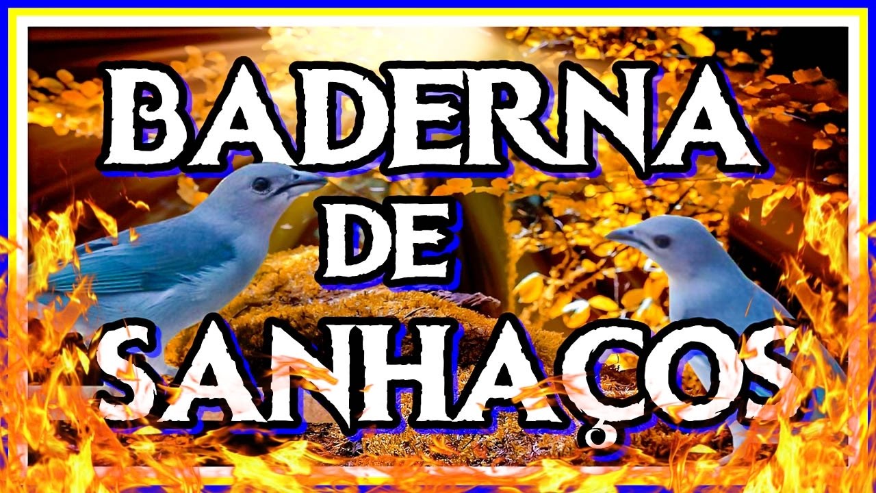 ESQUENTE SEU SANHAÇO AZUL!