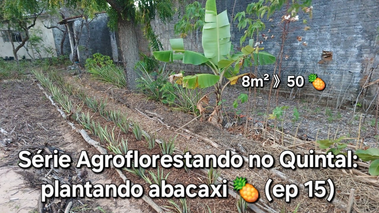 Como plantar abacaxi em SAF: dicas essenciais (Ep. 15)