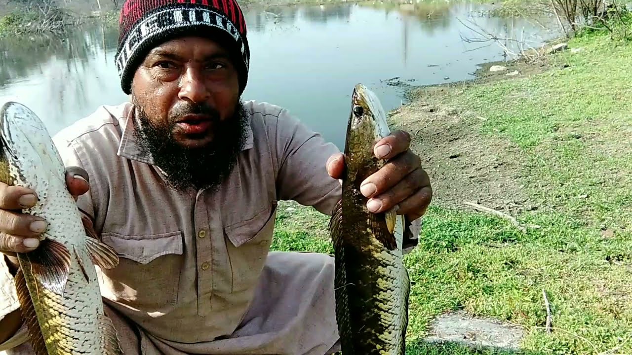 snakehead fish catching video maral machli Kaise pakde frog se #mdshabbirhunting# fishing 🎣