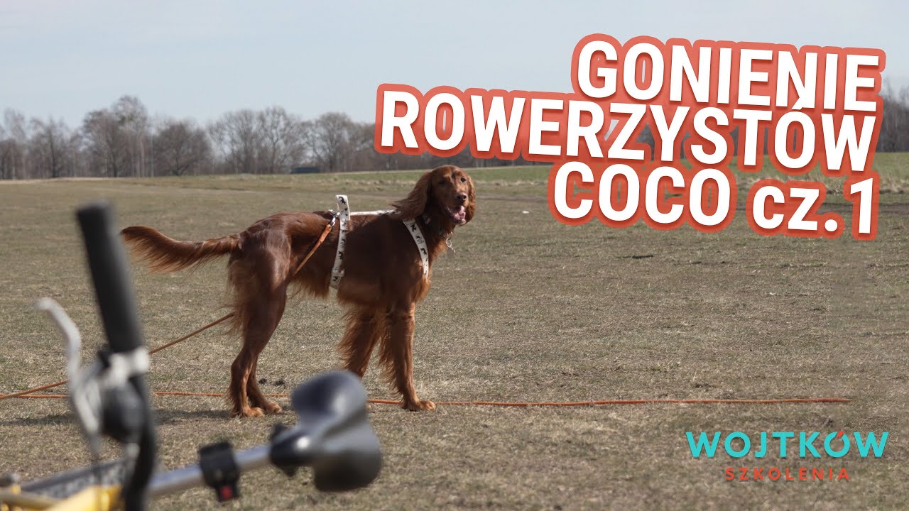 🚴‍♂️🐕 Jak oduczyć psa rzucania się na rowery? Przypadek Coco - Mój Pies Się Rzuca