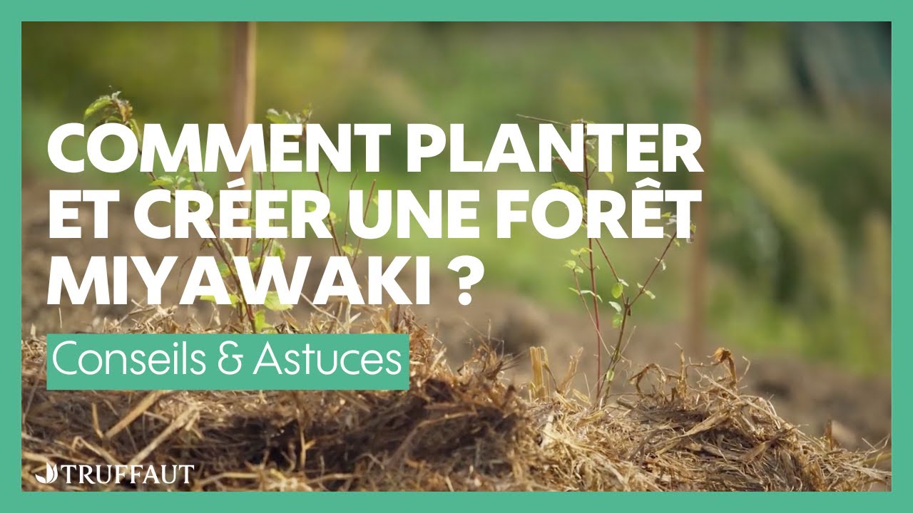 Comment planter et créer une Forêt Miyawaki ? - Truffaut