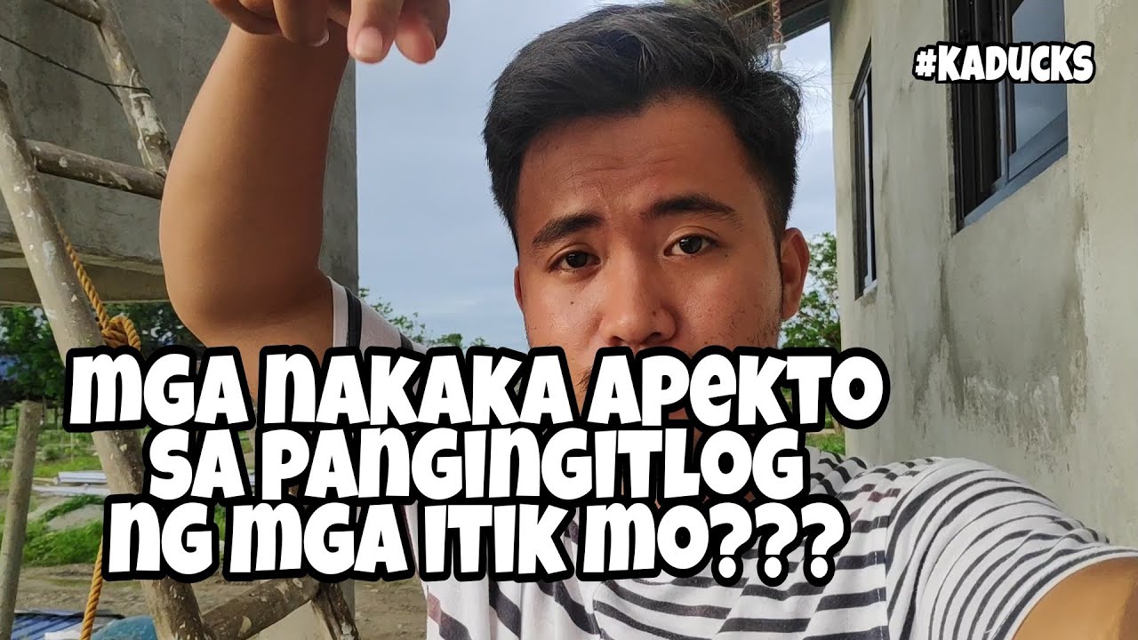 EP42 - ITIKAN FARMING - TIPS PAG AALAGA NG ITIK NA READY TO LAY