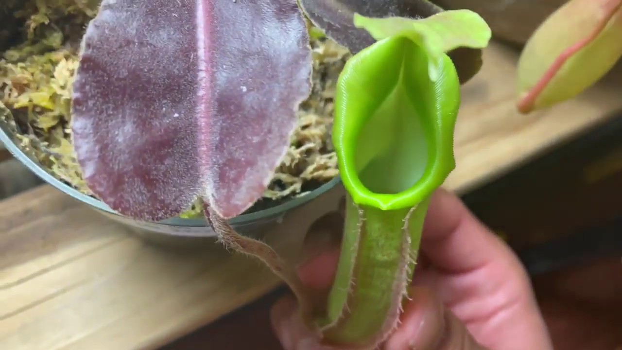 Nepenthes Species That I recommend For Beginners!