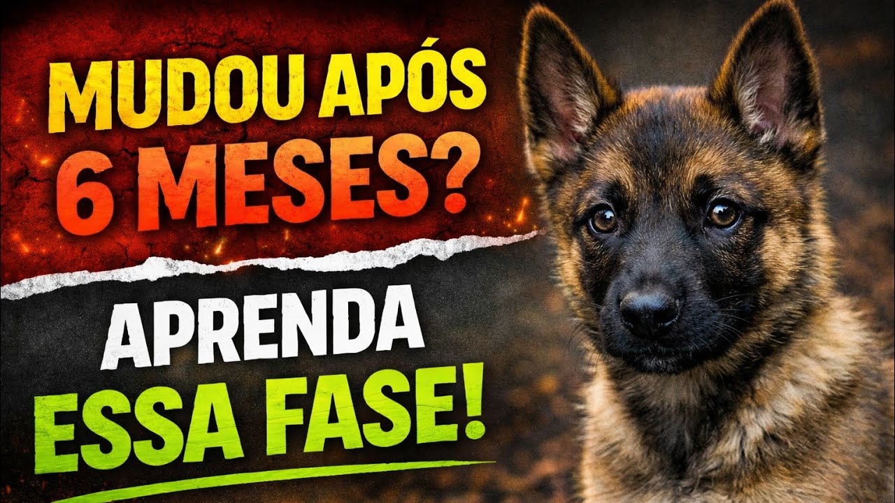 O Malinois Muda Depois dos 6 Meses — Entenda Essa Fase Antes Que Vire Problema