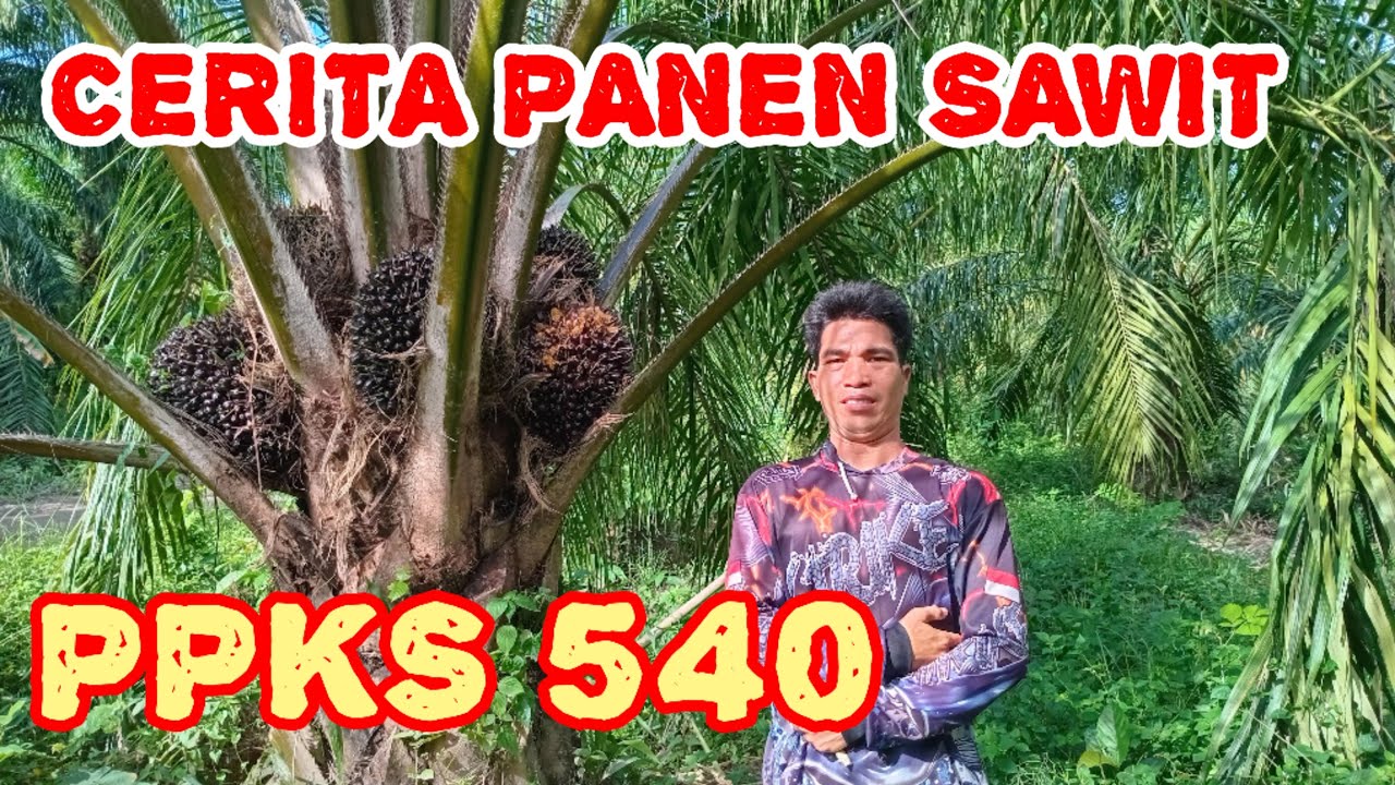 Pupuk Bagus Buahpun Lebat, 1.5K #tranding #kelapasawit #fypシ゚viral #videoviral