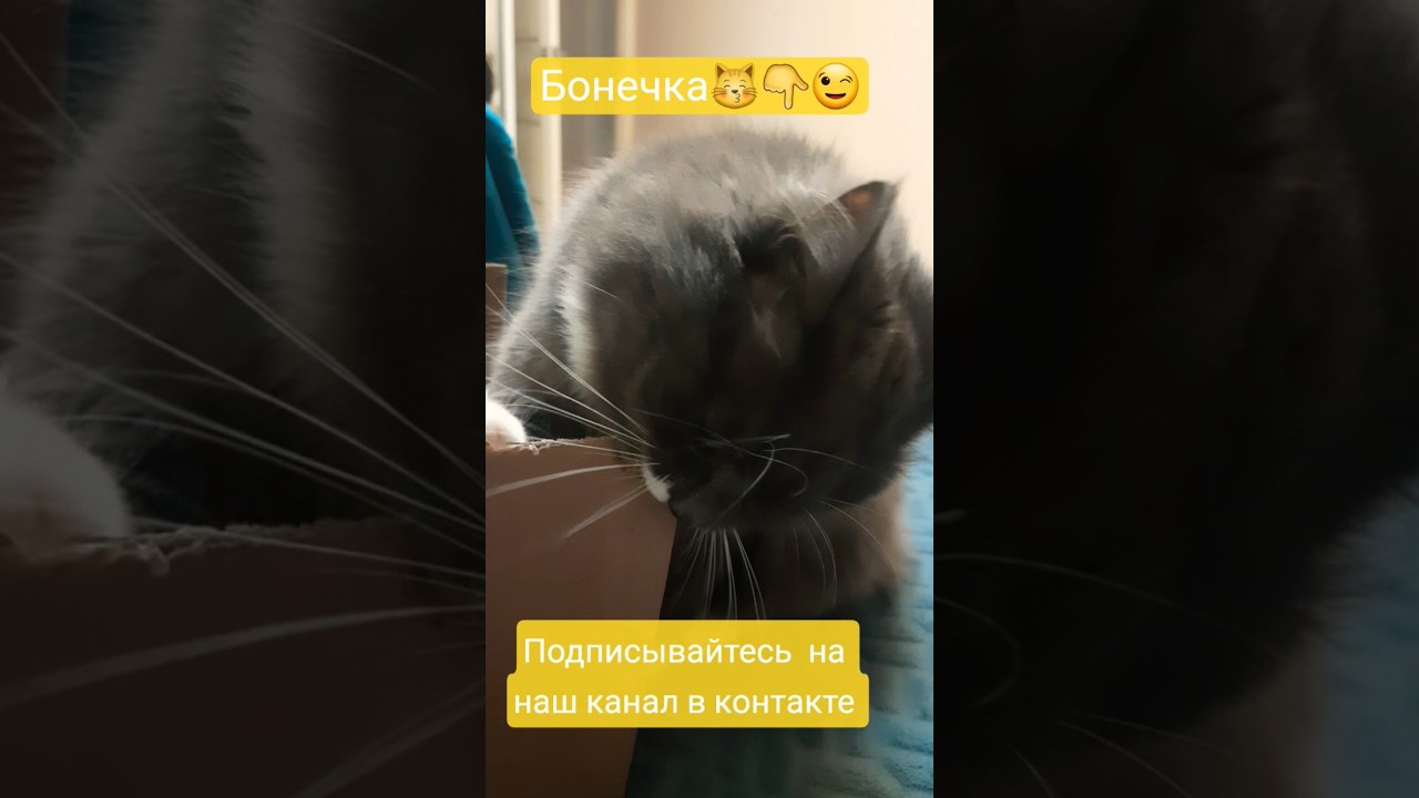 Бонечка #cat #давайтедружить #веселыекоты #shortvideo #юмор#смех#cat #shortvideo #кот #cat #видосы#