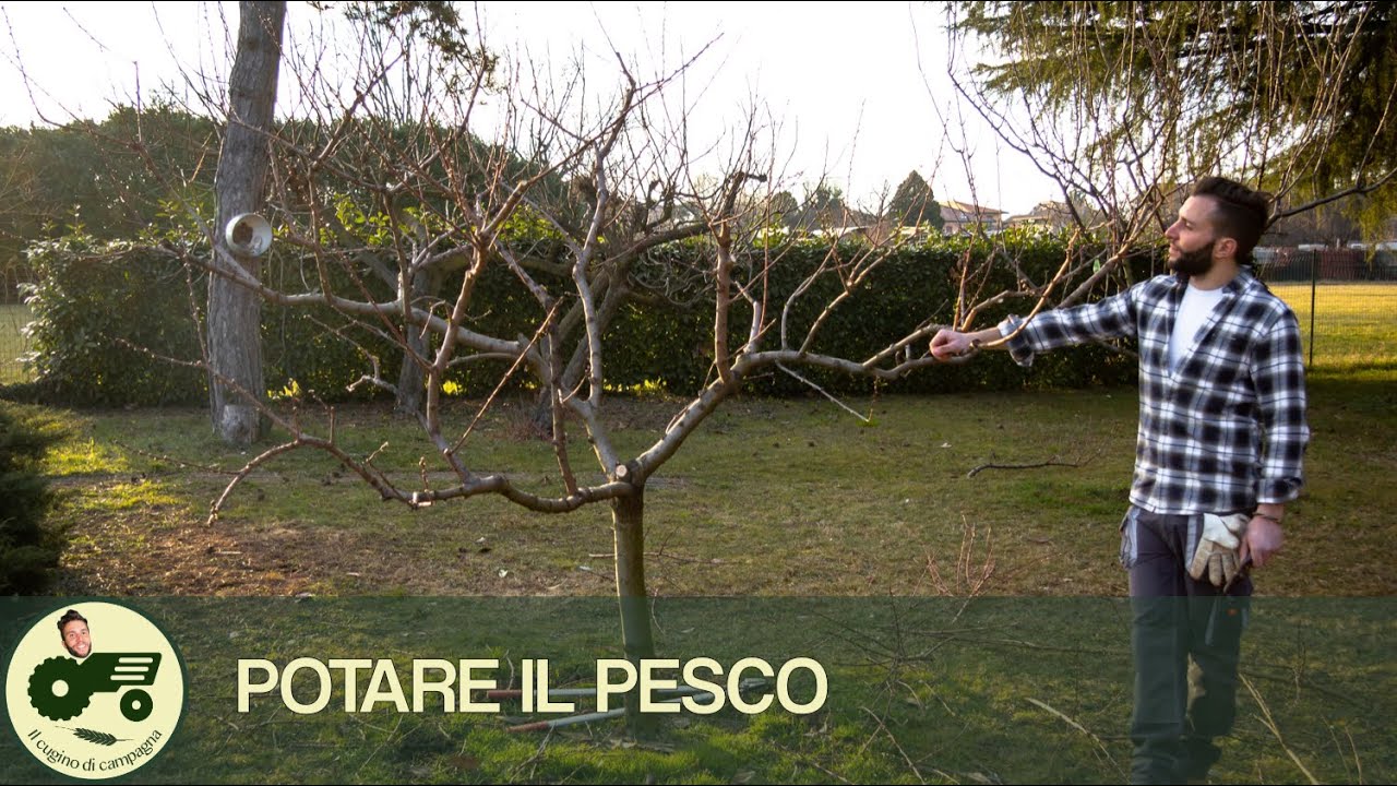 Potatura del pesco - Il contadino Nick