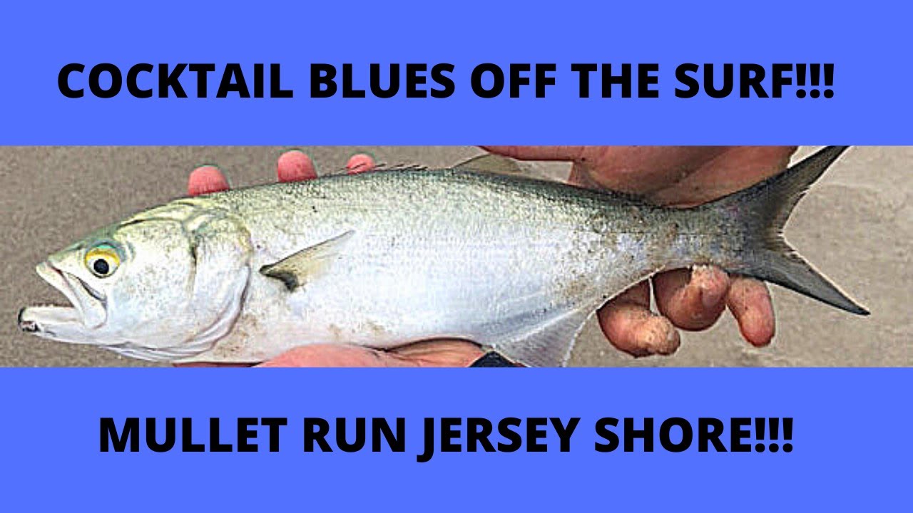 Surf Fishing the Mullet Run for Blue Fish at the Jersey Shore