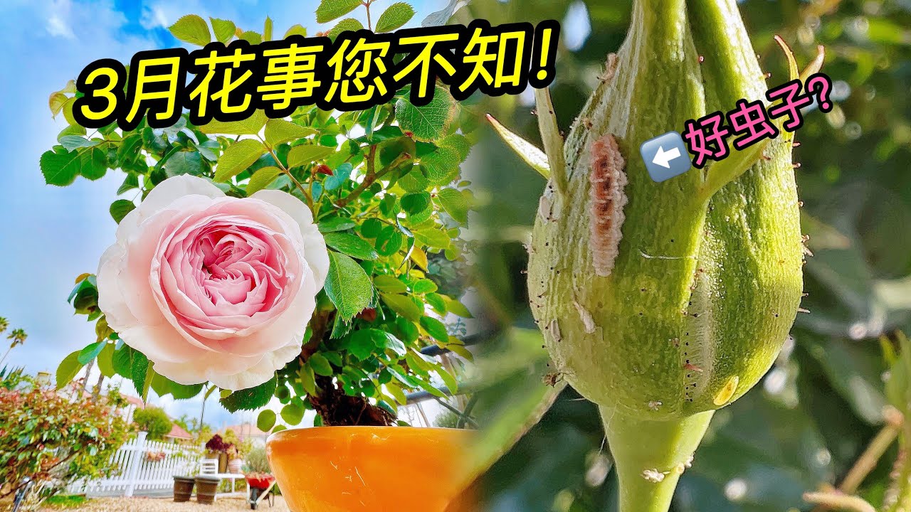 园艺篇364 上个月园艺后续重点和观察汇总！3月花事您不知！