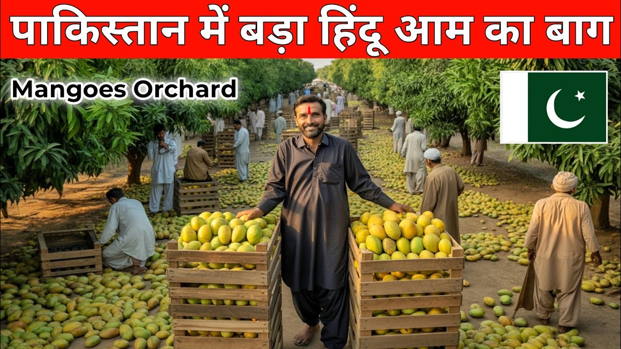 Biggest Hindus Mango Orchard in Pakistan 🇵🇰
