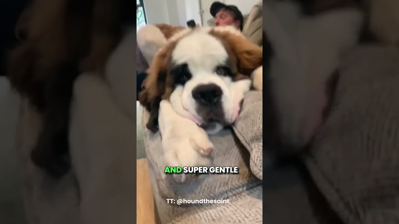 Gentle Giants: Large Dog Breeds with Sweet Temperaments 🐶❤️